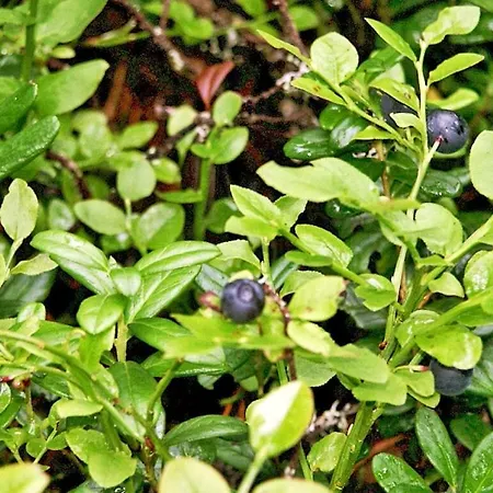 Prázdninový dům Rappenloch Modern Retreat Eisenbach (Breisgau-Hochschwarzwald)