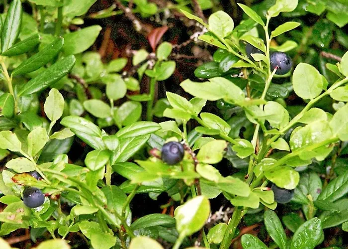 Feriehus Rappenloch Modern Retreat Eisenbach (Breisgau-Hochschwarzwald)